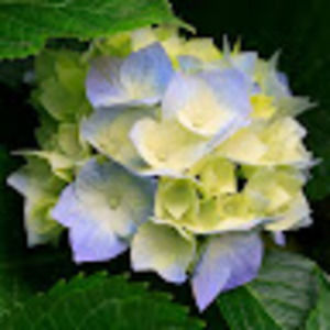 Meet your Posher, Irina